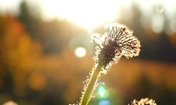 randa tapak flower with sunlight Video animation