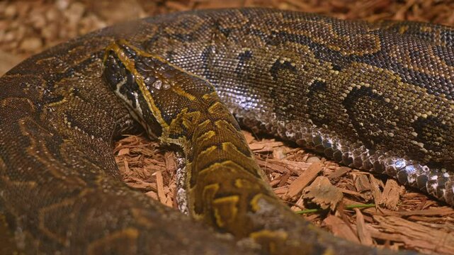 Snake Python resting and coiled itself in the nest. Python snake curled up and sleep in the zoo under warm light. Large snake living in the jungle and feeding on big animals.