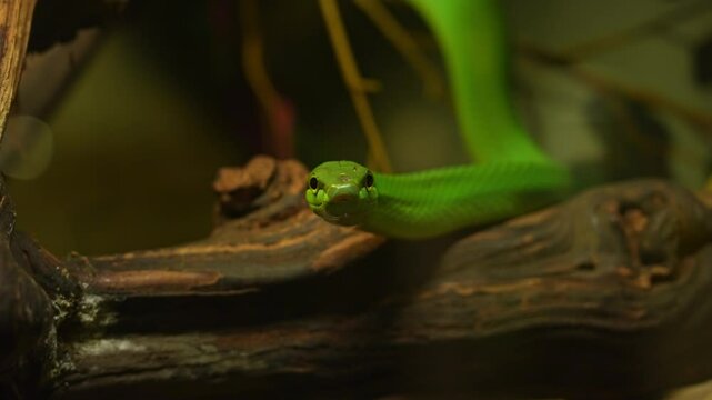 Red tailed racer, Gonyosoma oxycephalum snake relaxing on the branch and looking at the camera. Closeup macro detail view of Green Rat Snake head and eyes. Arboreal ratsnake is non-venomous snake.