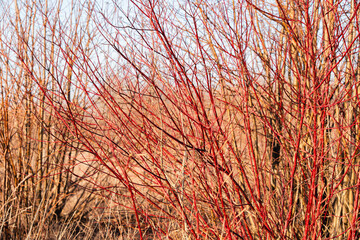 Cornus Sanguinea in the Field.
A colorful, vibrant plant stands in the field.
