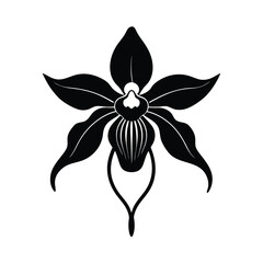 Obraz premium Black and white floral vector art illustration of an isolated orchid flower with delicate petals