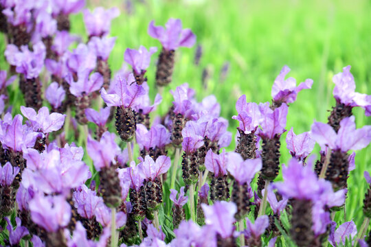 Lavendula stoechas - Schopf-Lavendel - French lavender