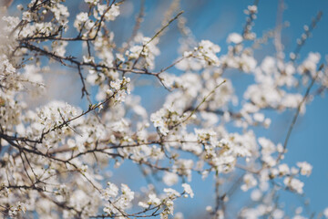 Delicate white blossoms paint an azure sky on a serene spring afternoon in a blooming garden filled with nature's beauty