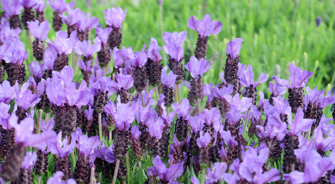 Lavendula stoechas - Schopf-Lavendel - French lavender