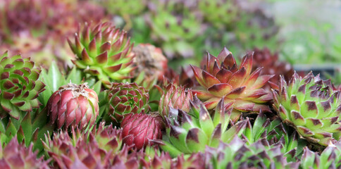 Fototapeta premium Sedum Rosette 
