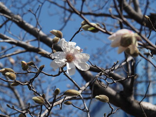 コブシの花