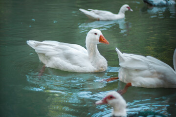 wild ducks swimming in lake wildlife landscape portrait
