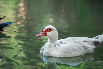 wild ducks swimming in lake wildlife landscape portrait
