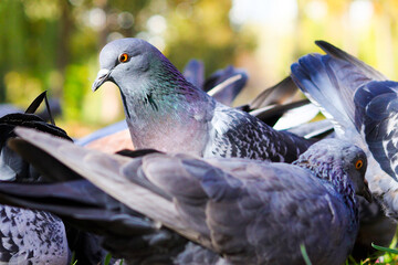 Vibrant pigeons gathered on a sunny day in the park, showcasing their iridescent feathers and lively behavior