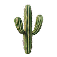 Tall cactus with three branches on white background