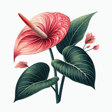 Anthurium Watercolor Images – Browse 5,439 Stock Photos