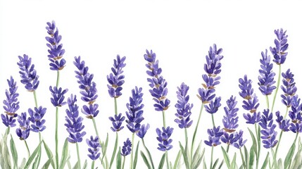 A frame border made of fragrant lavender sprigs, highlighted by negative space for layout designs