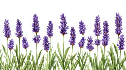 Naklejka premium Lavender sprigs, fragrant and forming a border, isolated with ample negative space for design layouts