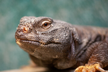Uromastyx lizard looking at you