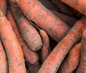 Close-up of carrots freshly harvested in the field