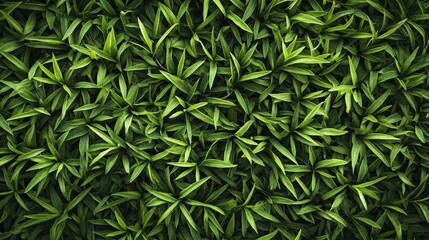 Fototapeta premium Green moss texture in nature