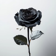 A single black rose against a transparent backdrop