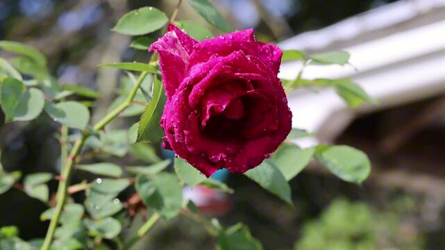 A Bright Red Rose In The Rain with Rain Droplets