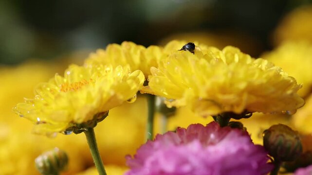 Macro Bug and Flowers