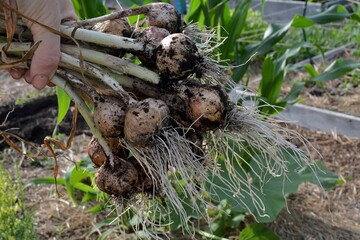 Close-up of ripe fresh harvested garlic in hand. Ecological garden. Estonia, Tartu.