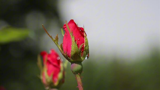 A Wet Rose Swaying in the Wind
