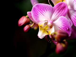 Fototapeta premium Beautiful pink orchid blossoms showcasing delicate petals with buds in a serene garden setting during early morning light