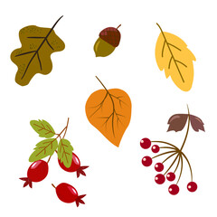 Autumn set oak leaf acorn roseberry viburnum red berries and leaves on a twig. illustration in flat simple style. vector element for design isolated on white background © Liubov