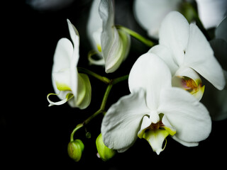 Obraz premium White orchids bloom gracefully in a dark background showcasing their delicate beauty and intricate details