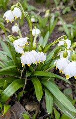 White snowdrops in the spring forest