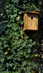 birdhouses on a tree covered with green ivy