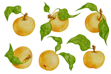 Obraz premium Ripe, juicy yellow apple fruits set. Vector graphics.