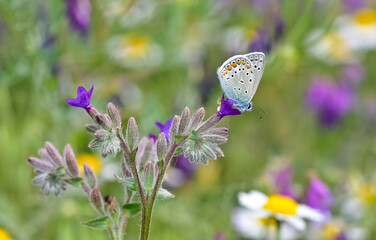 wildlife photos. photos of butterflies in natural areas.