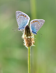 wildlife photos. photos of butterflies in natural areas.