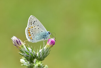 wildlife photos. photos of butterflies in natural areas.