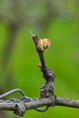 Nuove foglioline di vite