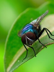 close up of a fly