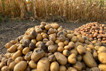Damaged, spoiled potatoes, unhealthy vegetables. Sick, disease, late blight. Rotten harvest. Crop...