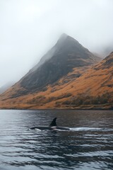 Obraz premium Orca surfacing near misty mountain.