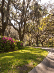 Obraz premium Low view live oaks with spanish moss and azaleas