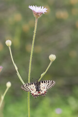photos of butterflies from wildlife and nature © akif