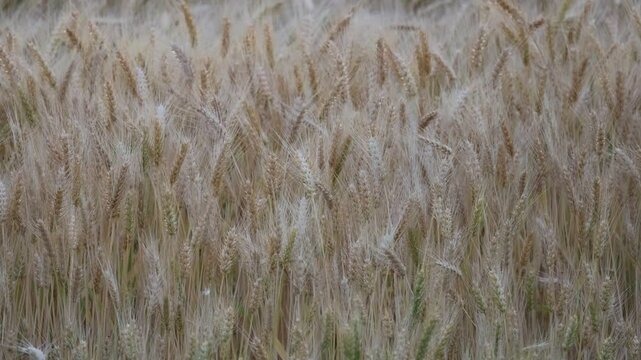 Ripe Wheat Sways In The Wind