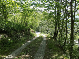 Fototapeta premium road in the forest