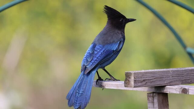 A Stellar Jay Sings and Flys