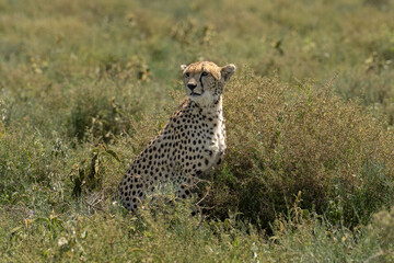 Cheetah sitting in the brush with her tongue just showing