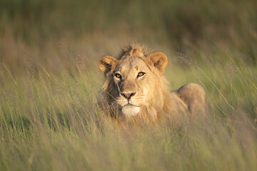 Young male lion lying in the grass for a portrait