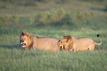 Younger male lion biting the back of an older male lion