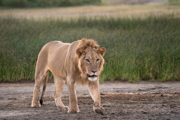 Young African male lion walking in a field