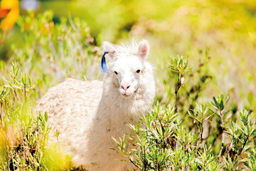 Animal llama, alpaca en arequipa peru