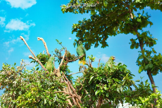Loro verde, cotorras, satipo peru