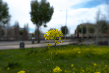 Brassica nigra: Nature at its best